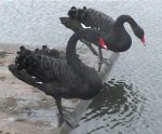 [A real photo of 2 black swans]