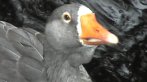 [A photo of a goose]