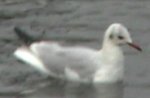 [A photo of a seagull]